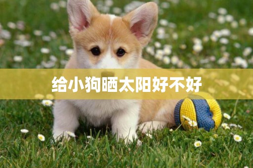 給小狗曬太陽好不好