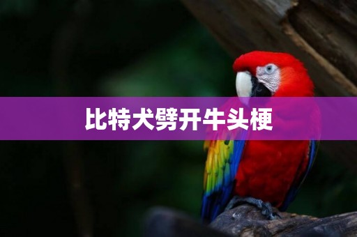 比特犬劈開牛頭梗