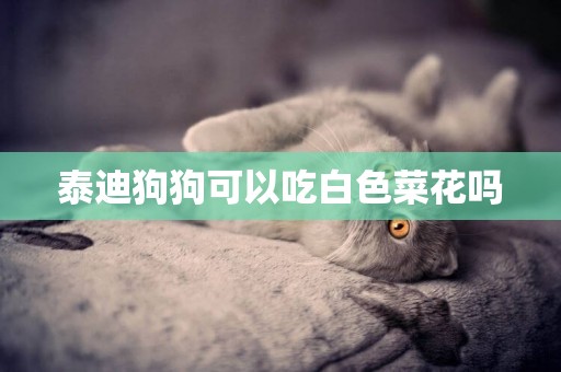 泰迪狗狗可以吃白色菜花嗎
