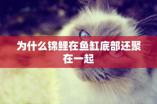 為什么錦鯉在魚缸底部還聚在一起