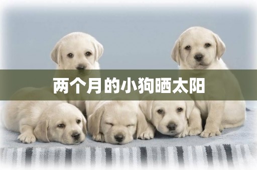 兩個月的小狗曬太陽