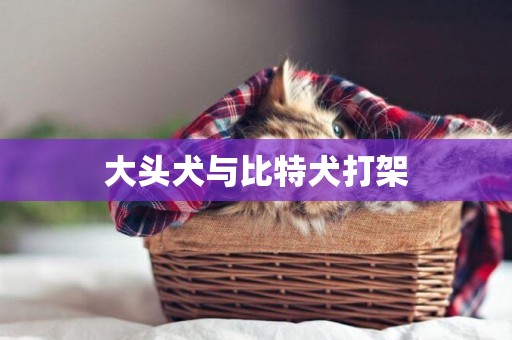 大頭犬與比特犬打架