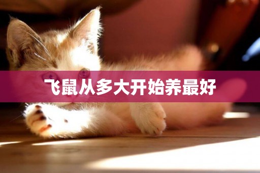 飛鼠從多大開始養最好