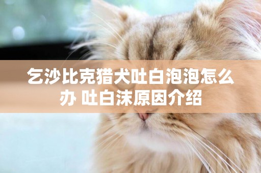乞沙比克獵犬吐白泡泡怎么辦 吐白沫原因介紹