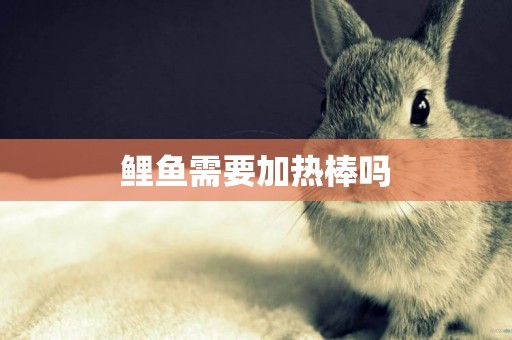 鯉魚需要加熱棒嗎