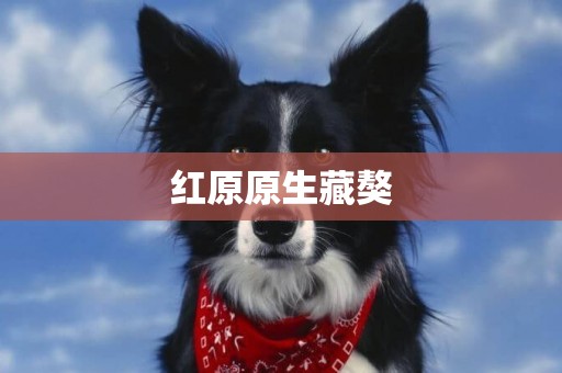紅原原生藏獒