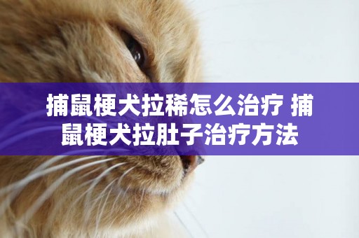 捕鼠梗犬拉稀怎么治療 捕鼠梗犬拉肚子治療方法