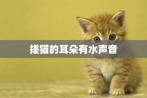 搓貓的耳朵有水聲音