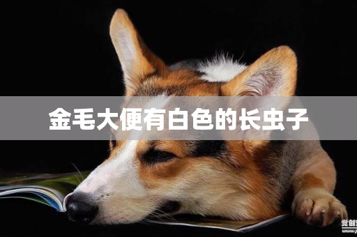 金毛大便有白色的長蟲子