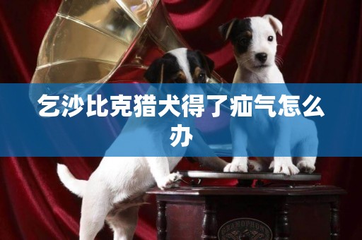 乞沙比克獵犬得了疝氣怎么辦