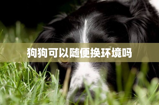 狗狗可以隨便換環境嗎