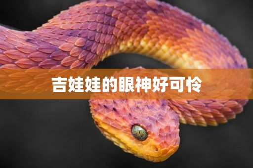 吉娃娃的眼神好可憐