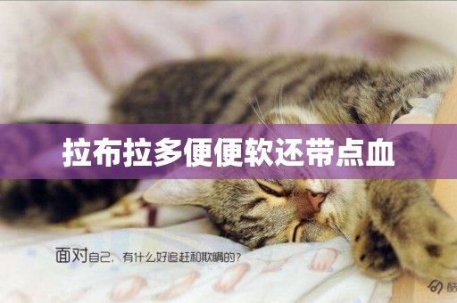 拉布拉多便便軟還帶點血