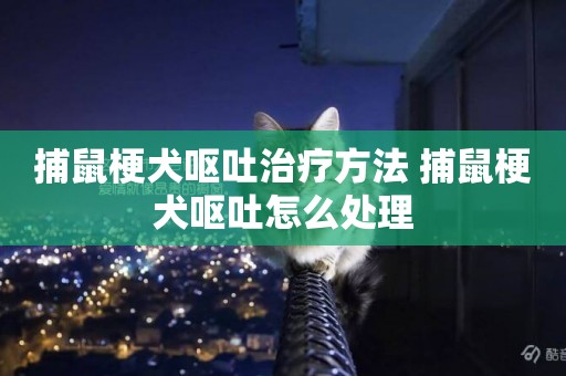 捕鼠梗犬嘔吐治療方法 捕鼠梗犬嘔吐怎么處理