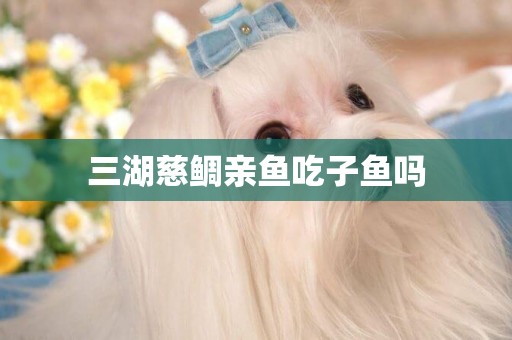 三湖慈鯛親魚吃子魚嗎