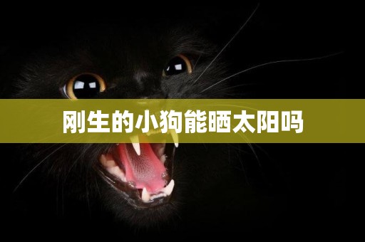 剛生的小狗能曬太陽嗎