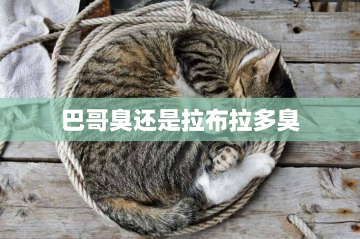 巴哥臭還是拉布拉多臭