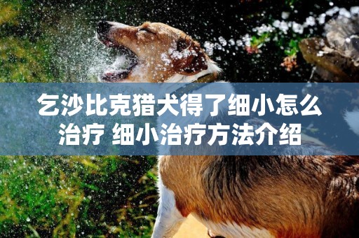 乞沙比克獵犬得了細小怎么治療 細小治療方法介紹