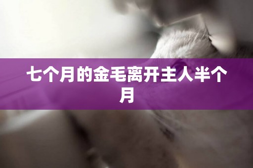 七個月的金毛離開主人半個月