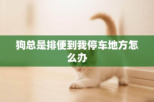狗總是排便到我停車地方怎么辦