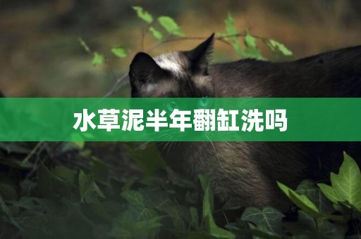 水草泥半年翻缸洗嗎