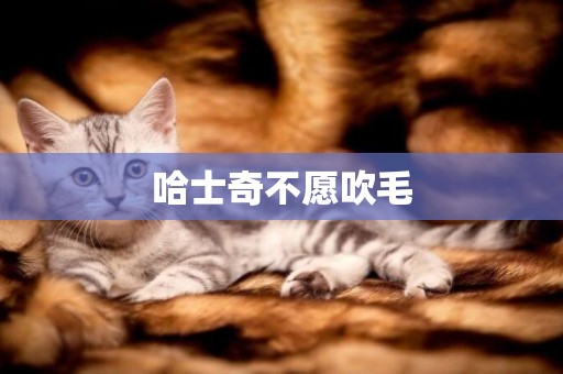 哈士奇不愿吹毛