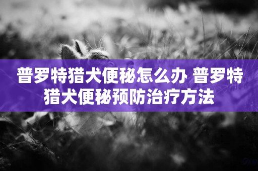 普羅特獵犬便秘怎么辦 普羅特獵犬便秘預防治療方法