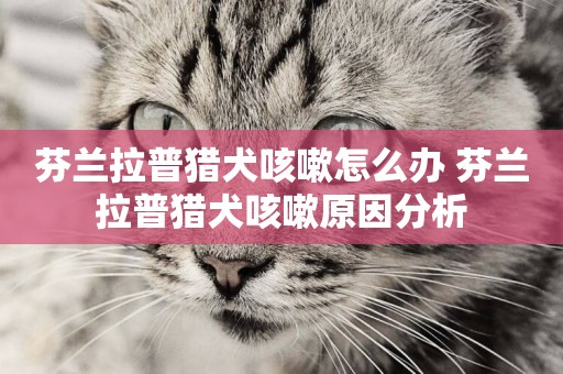 芬蘭拉普獵犬咳嗽怎么辦 芬蘭拉普獵犬咳嗽原因分析