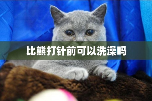 比熊打針前可以洗澡嗎