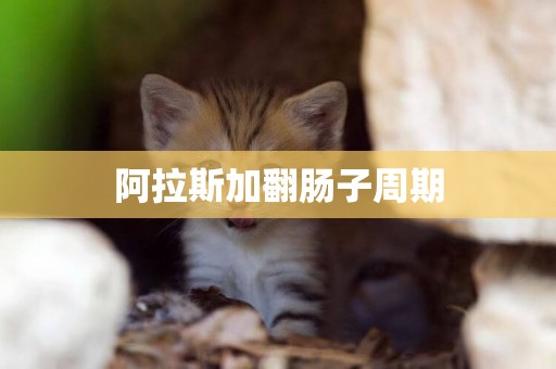 阿拉斯加翻腸子周期