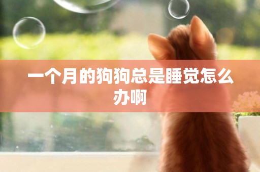 一個月的狗狗總是睡覺怎么辦啊