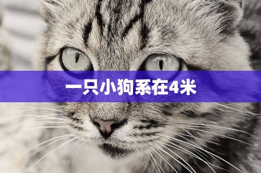 一只小狗系在4米