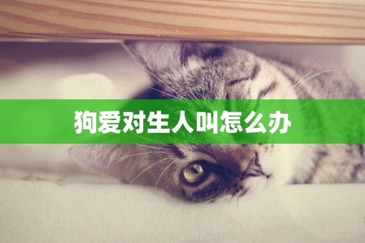 狗愛對生人叫怎么辦