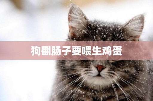 狗翻腸子要喂生雞蛋