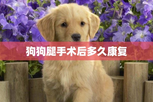狗狗腿手術后多久康復
