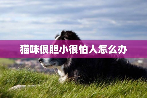貓咪很膽小很怕人怎么辦