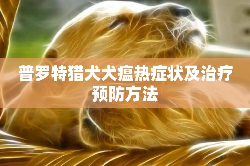 普羅特獵犬犬瘟熱癥狀及治療預防方法