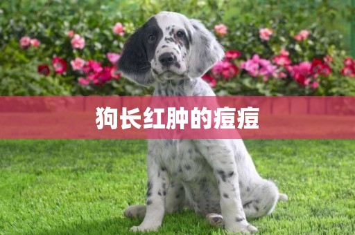 狗長紅腫的痘痘