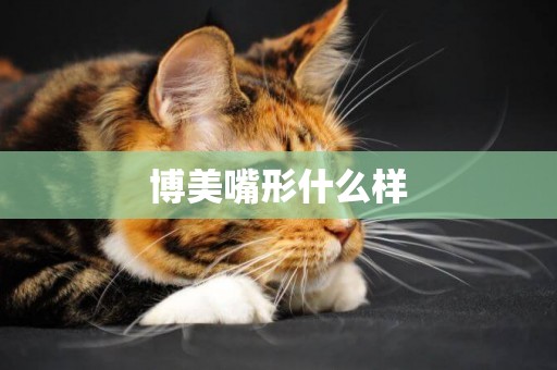 博美嘴形什么樣