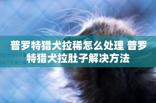 普羅特獵犬拉稀怎么處理 普羅特獵犬拉肚子解決方法