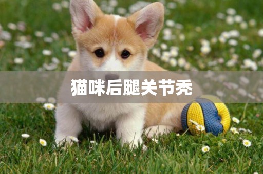 貓咪后腿關節禿