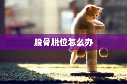 股骨脫位怎么辦