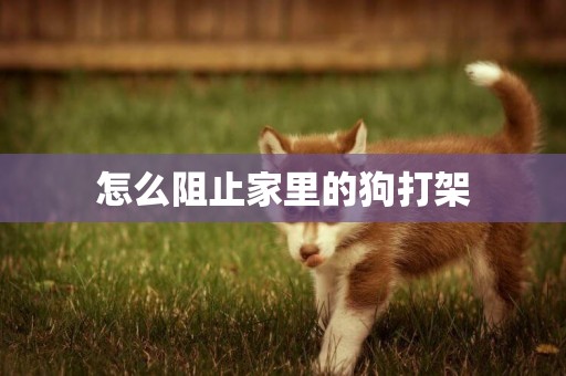 怎么阻止家里的狗打架