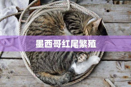 墨西哥紅尾繁殖
