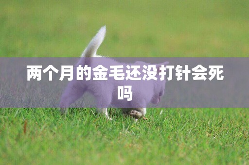 兩個月的金毛還沒打針會死嗎