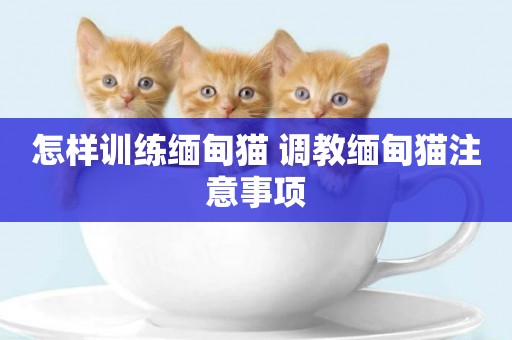 怎樣訓練緬甸貓 調教緬甸貓注意事項