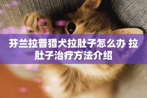 芬蘭拉普獵犬拉肚子怎么辦 拉肚子治療方法介紹