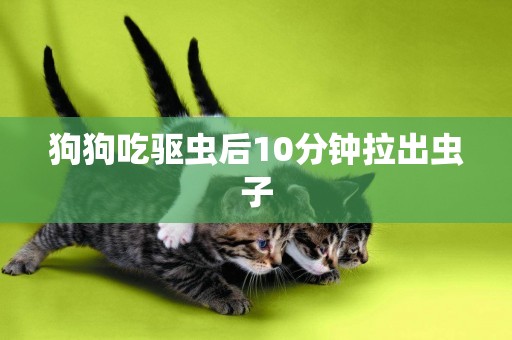狗狗吃驅蟲后10分鐘拉出蟲子