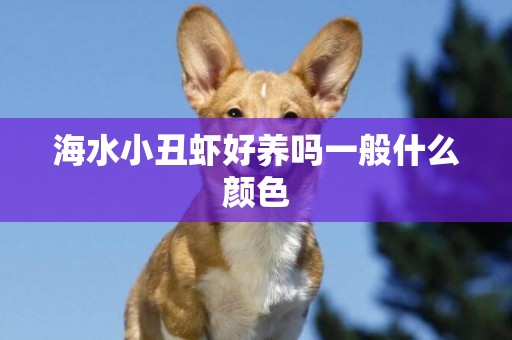 海水小丑蝦好養嗎一般什么顏色