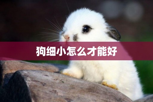 狗細小怎么才能好